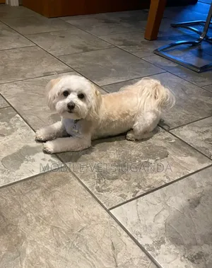 6-12 months Female Purebred Maltese