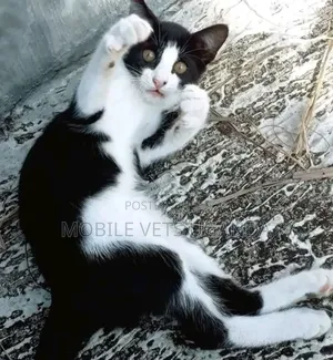 1-3 months Male Purebred American Bobtail