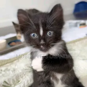 0-1 month Male Purebred Korat