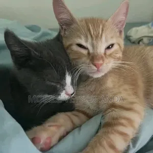 1-3 months Male Purebred Oriental