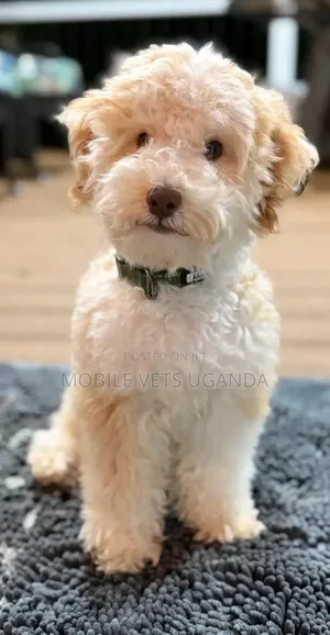 3-6 months Male Purebred Maltese