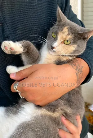6-12 months Female Purebred Ragamuffin