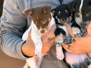 1-3 months Male Purebred Japanese Spitz