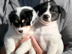 0-1 month Female Purebred Japanese Spitz
