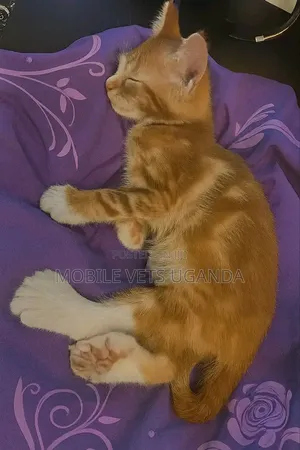 3-6 months Male Purebred Tonkinese