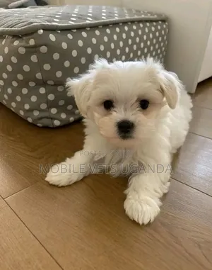 3-6 months Male Purebred Maltese