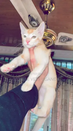 1-3 months Male Purebred Exotic