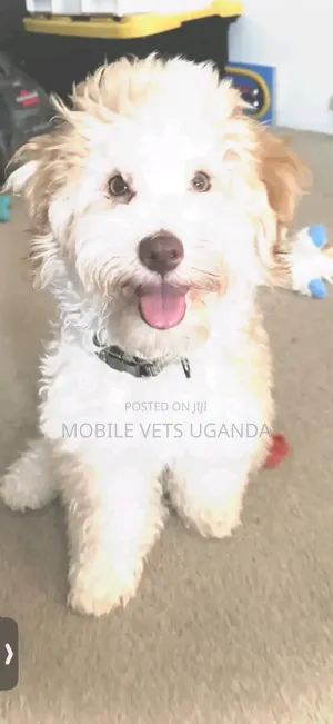 3-6 months Female Purebred Maltese