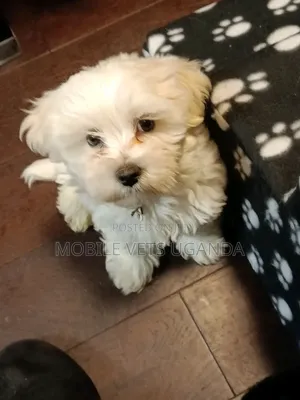 1-3 months Male Purebred Maltese