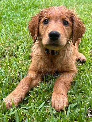 1-3 months Male Purebred Golden Retriever
