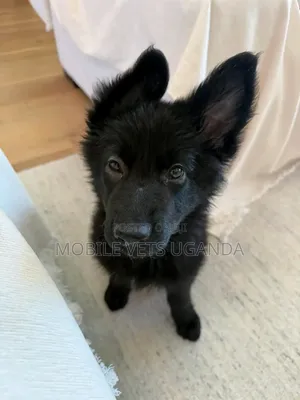 3-6 months Female Purebred German Shepherd