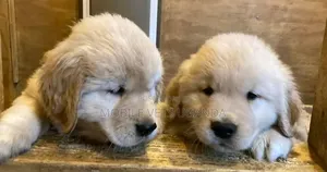 0-1 month Female Purebred Golden Retriever