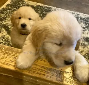 1-3 months Female Purebred Golden Retriever