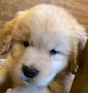 1-3 months Female Purebred Golden Retriever