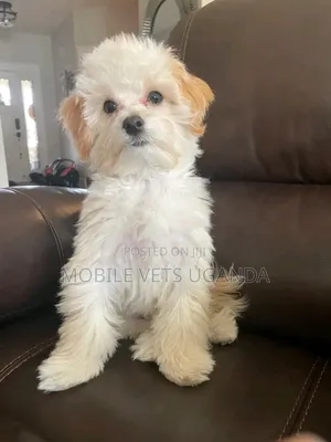 1-3 months Female Purebred Maltese