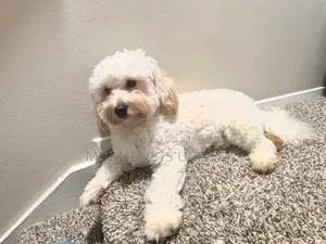 1-3 months Female Purebred Maltese