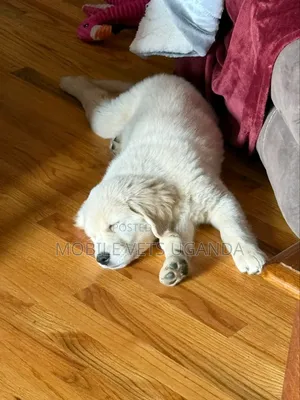 1-3 months Male Purebred Golden Retriever