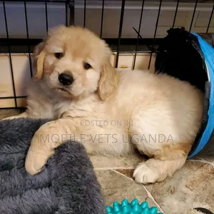 0-1 month Female Purebred Golden Retriever