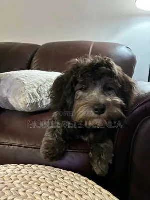 1-3 months Male Purebred Maltese