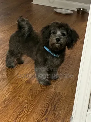 1-3 months Male Purebred Maltese