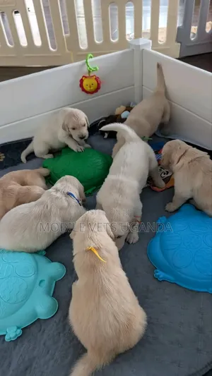 0-1 month Male Purebred Golden Retriever