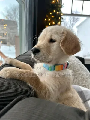 0-1 month Male Purebred Golden Retriever