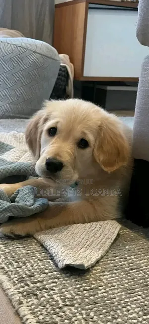 1-3 months Female Purebred Golden Retriever