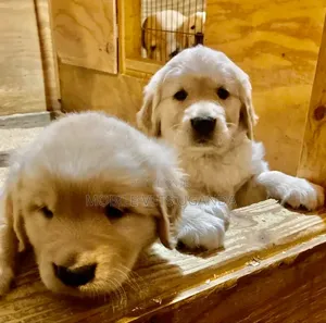1-3 months Female Purebred Golden Retriever