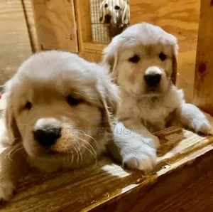 3-6 months Female Purebred Golden Retriever