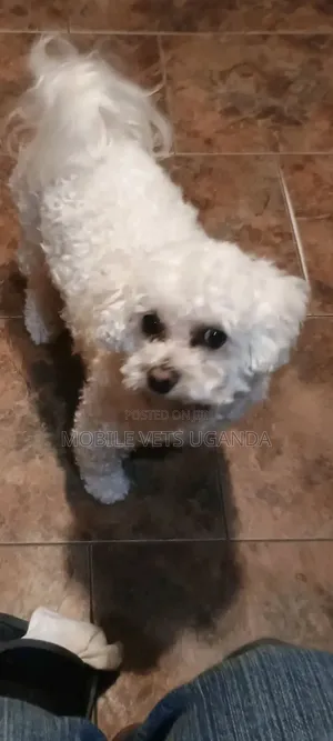 1-3 months Female Purebred Maltese