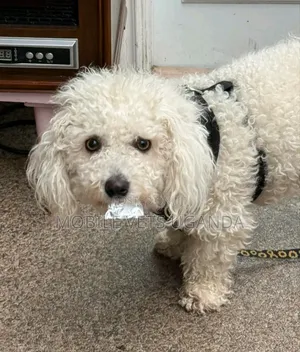 1-3 months Female Purebred Maltese