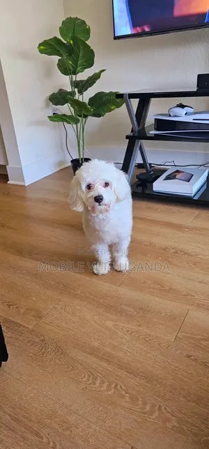 0-1 month Female Purebred Maltese