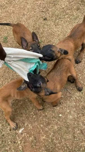 3-6 months Male Purebred Belgian Malinois