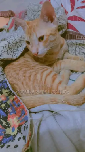 3-6 months Female Purebred American Curl