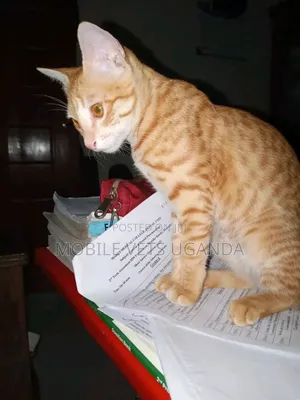 3-6 months Female Purebred Javanese