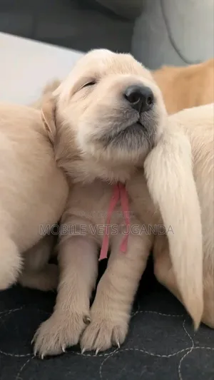1-3 months Male Purebred Golden Retriever