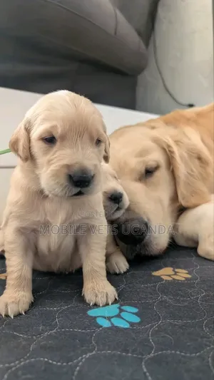 1-3 months Female Purebred Golden Retriever