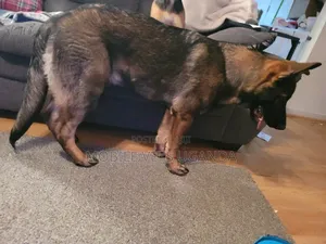 6-12 months Female Purebred German Shepherd