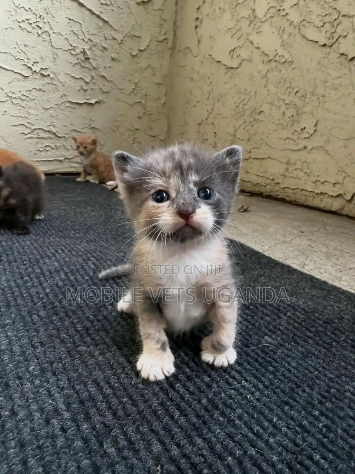 0-1 month Male Purebred Cornish Rex