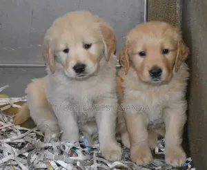1-3 months Female Purebred Golden Retriever