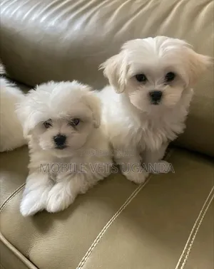 1-3 months Male Purebred Maltese