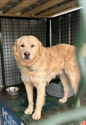 6-12 months Female Purebred Golden Retriever