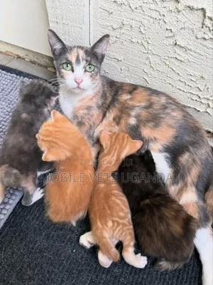 1-3 months Female Purebred Manx
