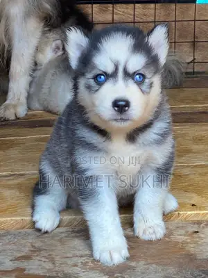 1-3 months Male Purebred Siberian Husky