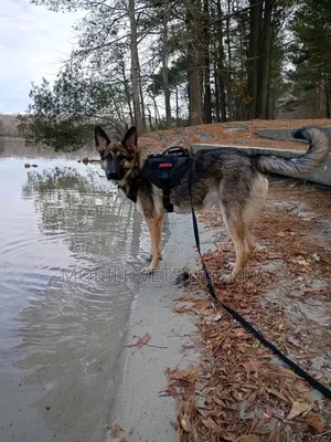 1-3 months Male Purebred German Shepherd