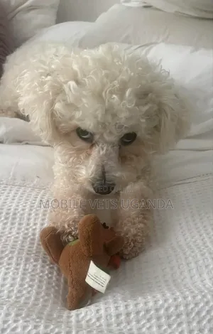 1-3 months Male Purebred Maltese