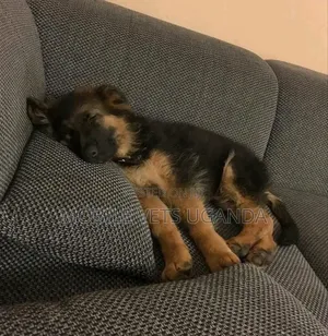 3-6 months Female Purebred German Shepherd