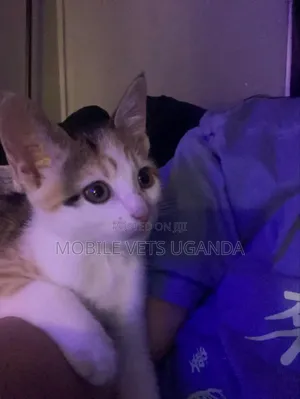 3-6 months Female Purebred American Bobtail
