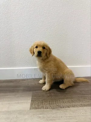 3-6 months Male Purebred Golden Retriever