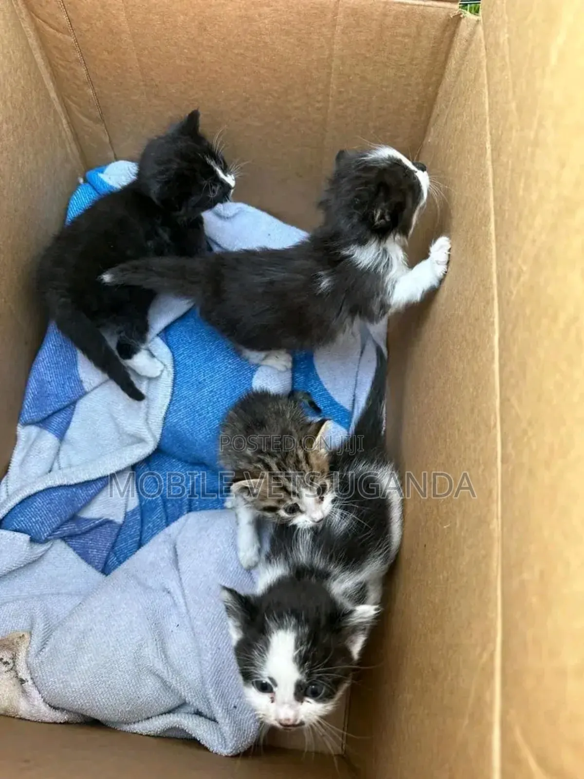 0-1 month Male Purebred Himalayan